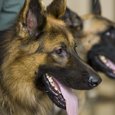 США: Аэропорт Нью-Йорка получит залы ожидания для животных
