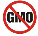 Правила ВТО вынуждают Россию отказаться от ГМО