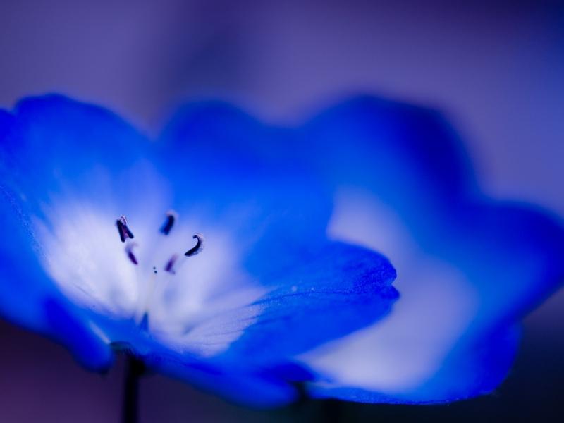 Синие цветы скачать