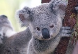 G20 начался с неформального завтрака и фотосессии с коалами