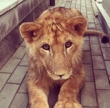 В одном из домов Нальчика живёт настоящий лев (ФОТО)