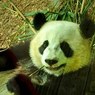 Битва года: Панда не потерпел чужака на своей территории (ВИДЕО)