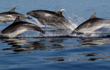 Ученые: дельфины осознанно выбирают друзей