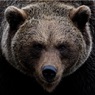 Медведи в этом году совсем обурели, или нам это только кажется?