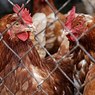 Евросоюз запретил импорт украинского мяса птицы