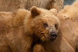 В Архангельской области из браконьерской ловушки освободили медвежонка