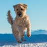 В Екатеринбурге в аэропорту  погибла на морозе  брошенная хозяевами собака