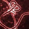 В ФРГ от лихорадки Эбола скончался сотрудник ООН