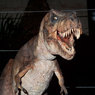 В Америке найден беременный тираннозавр