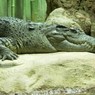 По версии Бориса Акунина, крокодил из московского зоопарка мог раньше жить у Гитлера