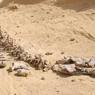 Египетские палеонтологи обнаружили скелет гигантского кита - базилозавра