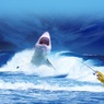 Австралиец спасся от акулы голыми руками