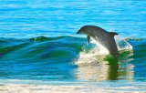 Несколько сотен дельфинов-гринд выбросились на берег в Новой Зеландии