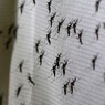 Первых генномодифицированных «самоуничтожающихся» комаров выпустили на свободу
