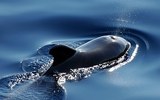 Сахалинские экологи вывели на глубину кита-полосатика