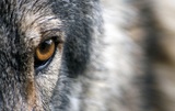 Волки заботятся о стае уже 1,3 миллиона лет