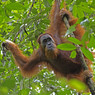 Ученые изучили новый вид человекообразных обезьян, обнаруженный в Индонезии