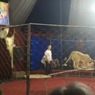 Директор цирка на Кубани получил иск на 5 млн рублей из-за нападения львицы