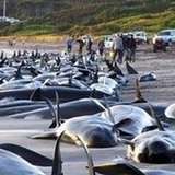 Сотни выбросившихся на берег в Новой Зеландии дельфинов создали новую проблему
