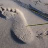 В Канаде найдены самые древние человеческие следы, оставленные 13 тысяч лет назад