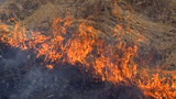 МЧС сообщило о сотне природных пожаров в России