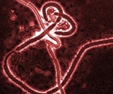 Мрачная статистика: Лихорадка Эбола забрала уже 6583 жизни