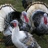 На одной из крупнейших птицеферм в США обнаружен птичий грипп