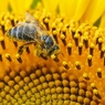 Загадочная роль пчел в возникновении человечества