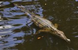 В Австралии хотят защитить крокодилов от жестокости