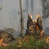 В Забайкалье введен режим ЧС из-за лесных пожаров