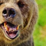 На Камчатке медведя-шатуна сняли на видео на окраине  Вилючинска (ВИДЕО)