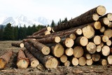 Матвиенко предложила приостановить экспорт леса на время проверки в отрасли