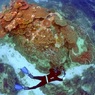 Глобальное потепление убивает Большой Барьерный риф