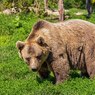 Опубликовано видео допроса участника расправы над медведем в Якутии