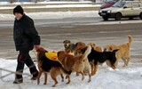 Стая псов набросилась на девочку в Петрозаводске