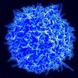 Ученые открыли антитело, заставляющее иммунитет убивать рак