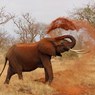 Африканские слоны спят меньше всех животных на Земле, но не страдают от недосыпа