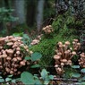 Самым крупным организмом на Земле назвали гриб весом 440 тонн