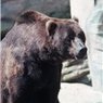 В томском городе Колпашево очевидцы засняли, как медведь качается на качелях ВИДЕО