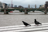 В Лондоне чистоту воздуха будут стеречь голуби