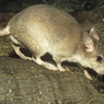Гигантские крысы облюбовали восток Испании