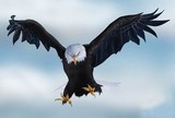 Отважный орел сразился с беспилотником (ВИДЕО)