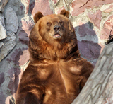 В Хабаровске медведь вырвался из клетки и напал на ухаживающую за ним женщину