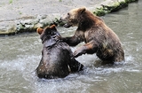 Маленький российский городок атаковали голодные медведи (ВИДЕО)