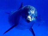 Дельфин запутался в сети и попросил о помощи у водолаза (ВИДЕО)