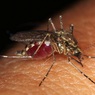 Россиян предупредили о угрозе тропических лихорадок из-за комаров