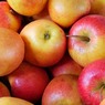 Битва под Смоленском: уничтожено почти 40 тонн яблок