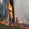 Пожар захватил десять гектаров леса в Тверской области