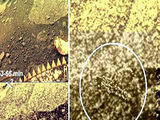 Ученые рассекретили открытие 30-летней давности, сделанное по фотографиям с Венеры