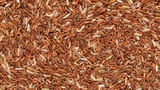 Учёные: коричневый рис способен предотвратить развитие болезни Альцгеймера